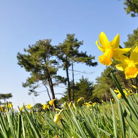 Bel Proche Avec Terrasse - Hilaire De Riez - Fr-1-323-455